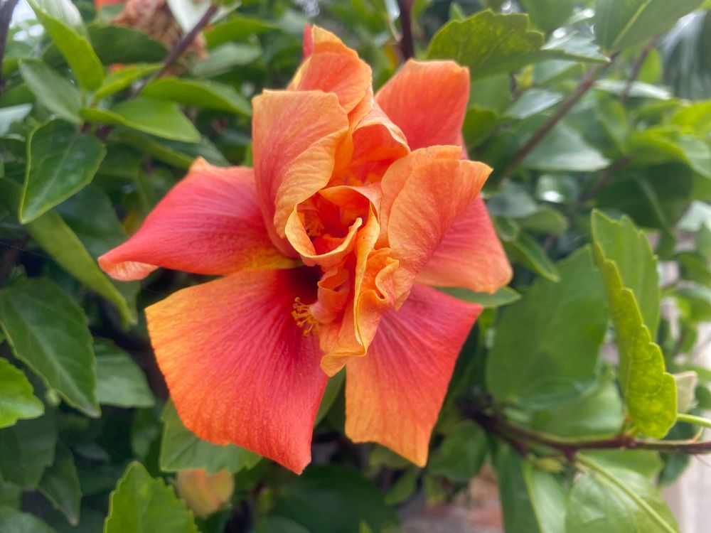 Pink orange hibiscus 
