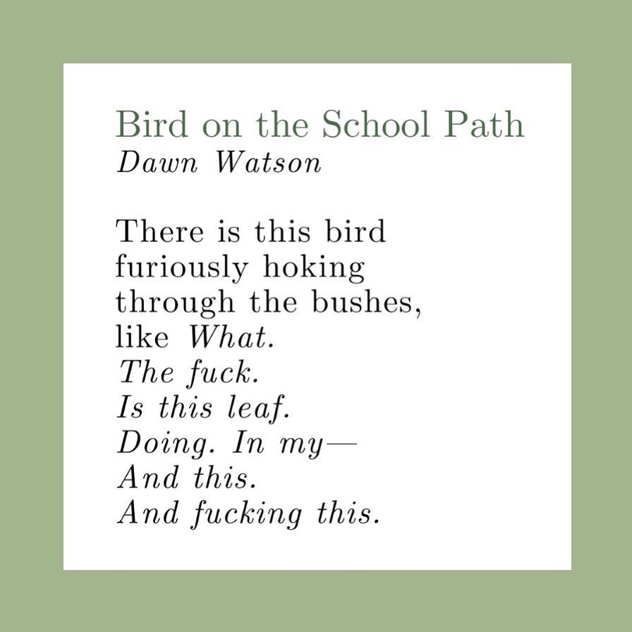 Bird on the school path. By Dawn Watson. There is this bird furiously hooking through the bushes, like what. The fuck. Is this Leaf. Doing. In my— And this. And fucking this.