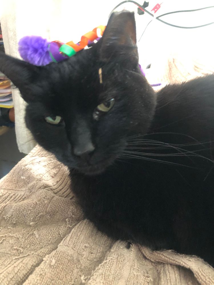 Midnight black cat sitting with a fuzzy purple dangling cat toy with colorful curly ribbons on her head.