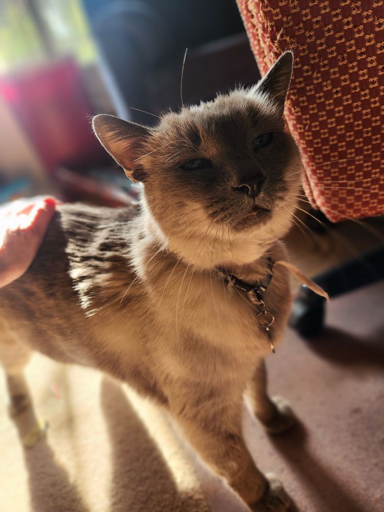 Blue the color point cat gets petted in a sunbeam. 