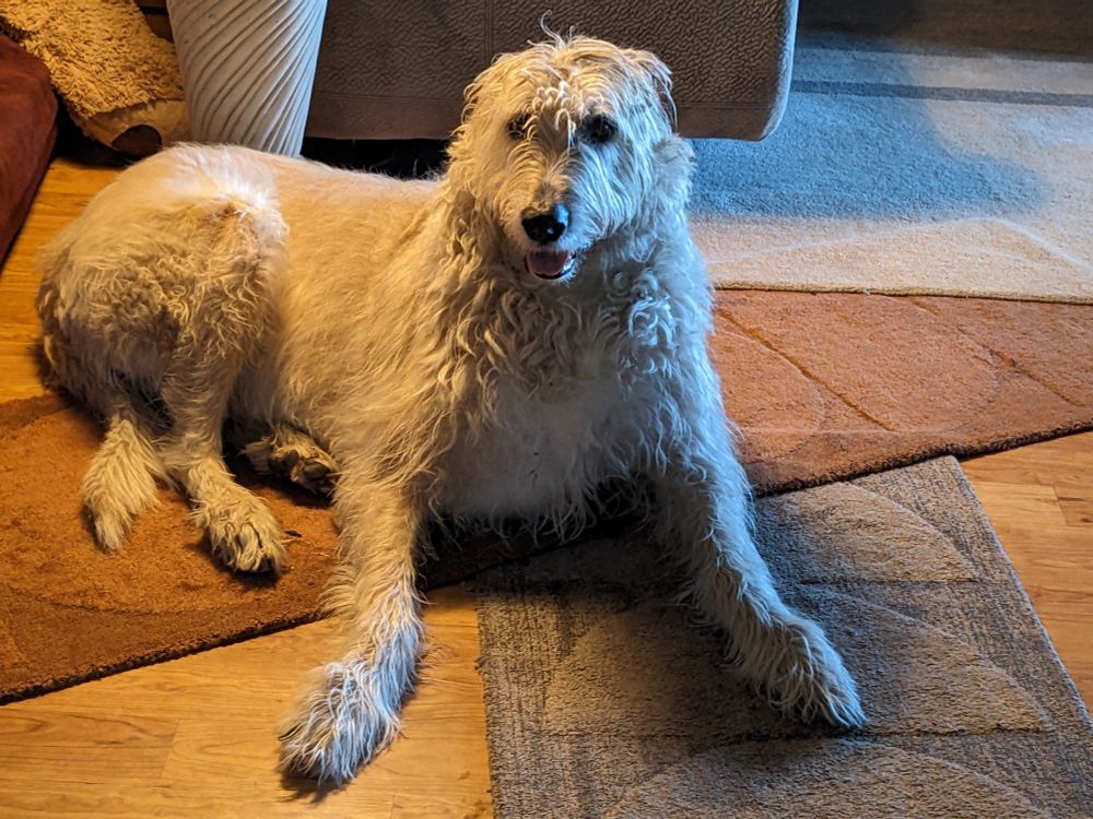 A gigantic, lanky dog with shaggy sand colored fur. He's sitting on a rug with his paws awkwardly outstretched in front of him, and has a stupid expression betraying the total lack of thoughts in his head.