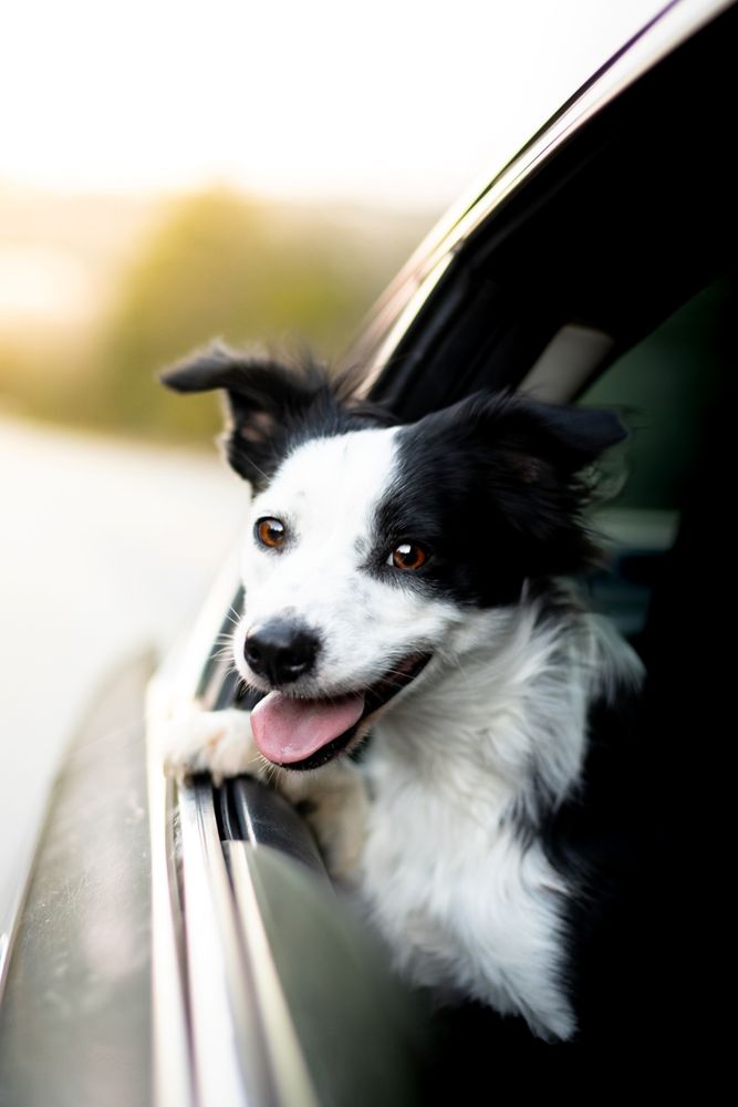 Photo of a Border Collie hanging her head out of the car window.