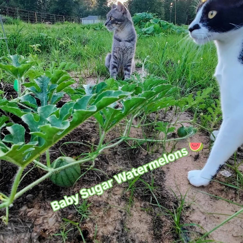 Grayson and Panada watching over the baby sugar watermelons patch
