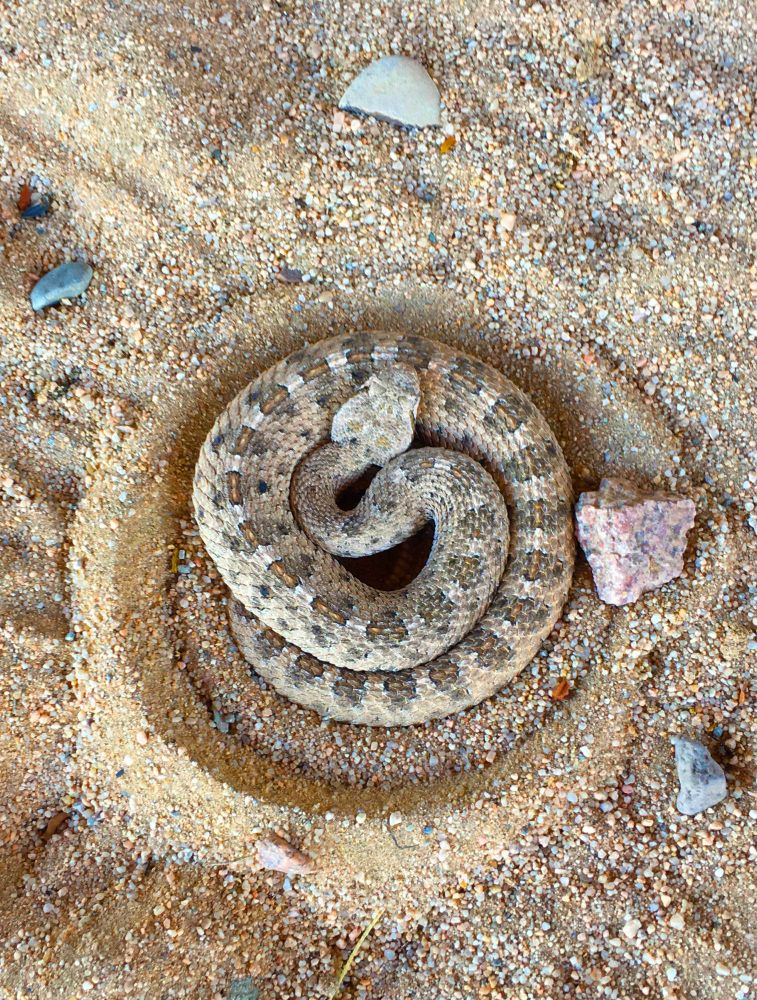 Sidewinder In Wonder Valley