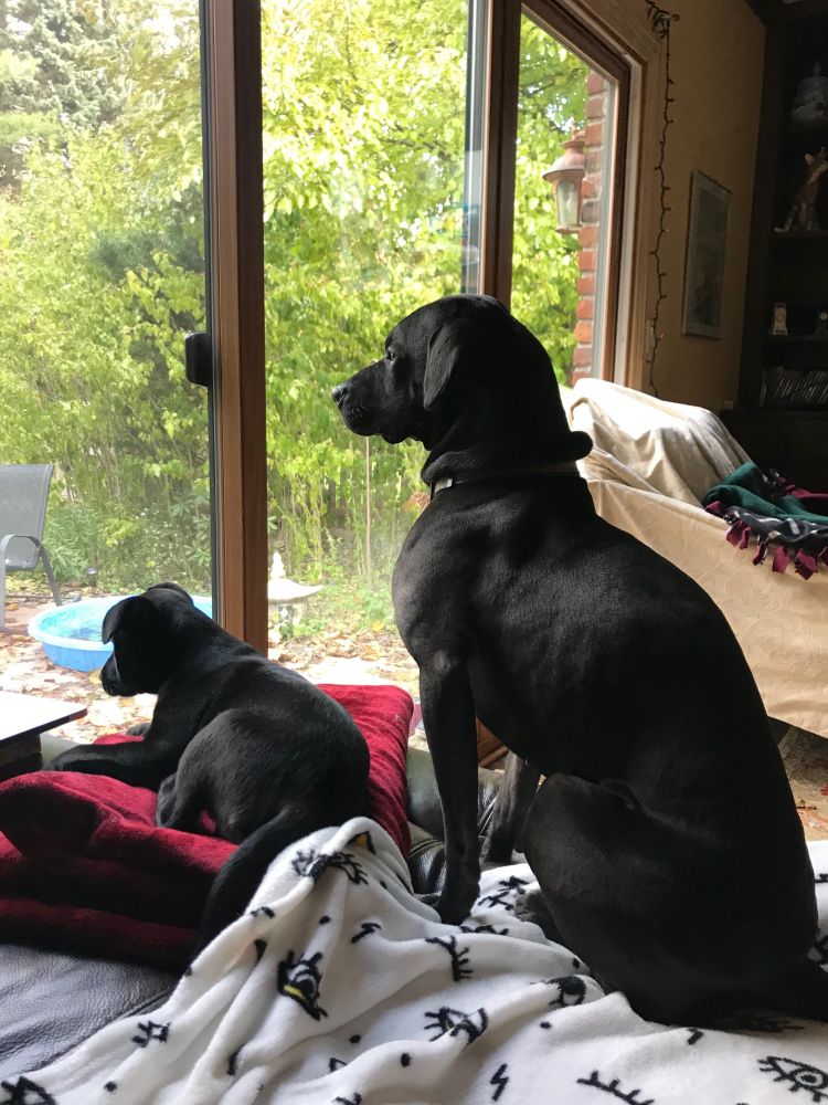 Worm and her adopted little sister, Bubby, who belongs to Worm’s mom’s little brother. They are both looking out a window, Bubby laying down in front and Worm standing at guard behind her. It looks like the meme “don’t talk to me or my son ever again”.