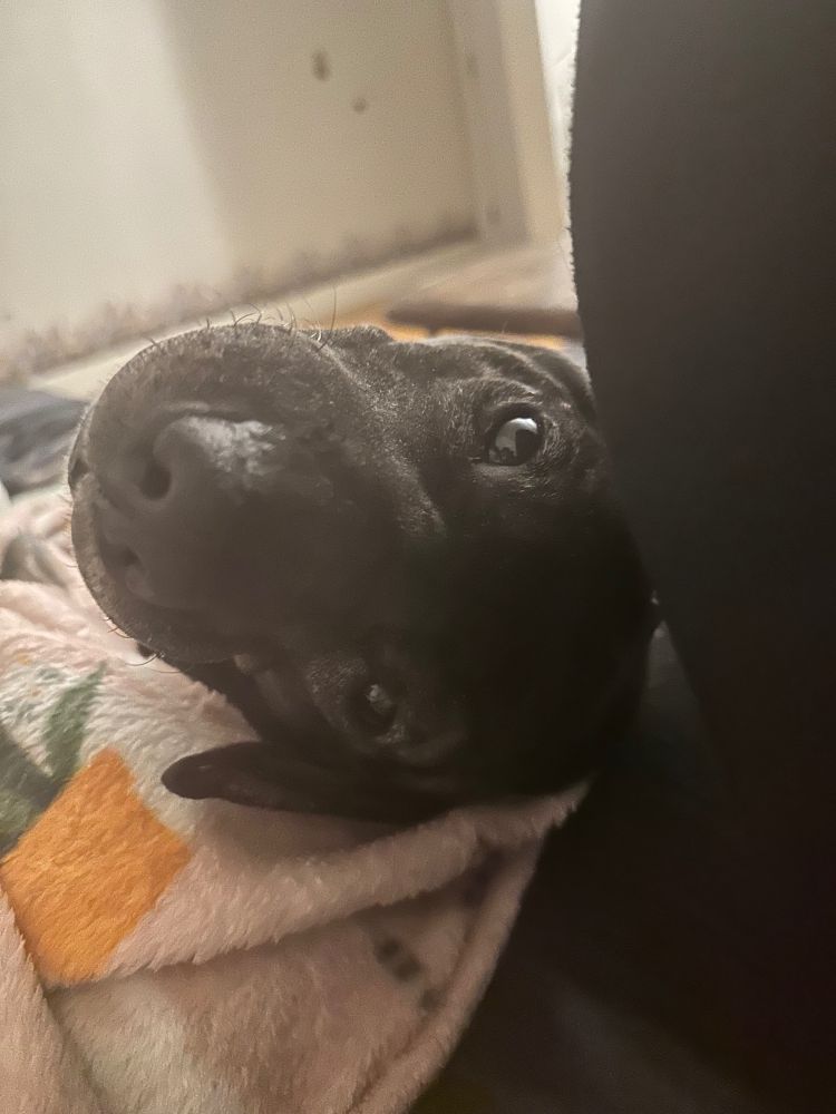 Worm laying on the couch. Her head is tilted back to see what her mom is eating.