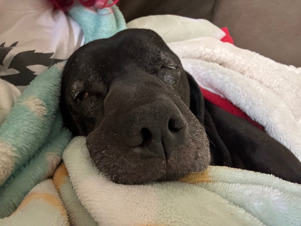 A close up of Worm’s sleepy, squishy little face. Her snoot looks especially big and the eye that doesn’t close all the way is drooped as much as it can be. She looks very soft, smooth, and relaxed.