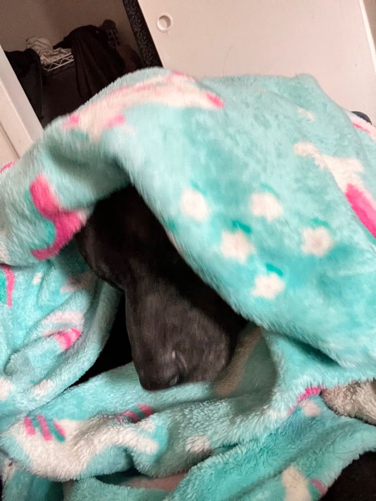 Worm’s face has been covered by the blanket so she can rest without the sun in her eyes.