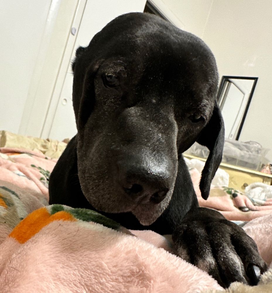 Worm is laying on her mom’s bed with her face close to the camera. Her heard is tilted and eyes are mostly closed as she tries not to fall asleep. One greying gargoyle paw is stretched out.