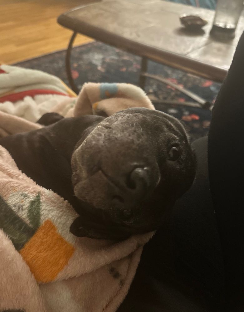 Worm is laying on the couch. Her head is leaned back so she’s looking back at her mom’s plate upside down. She looks very cute with her big eyes. 