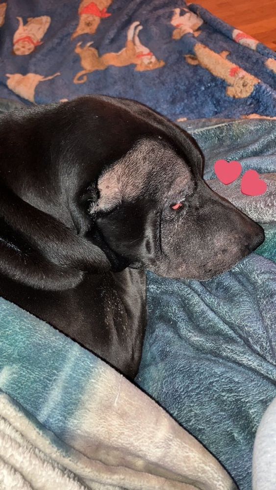 A flash photo of Worm asleep on the couch, wrapped in a blanket. Her nose is extra rat like and heart emojis have been edited in by her snoot.