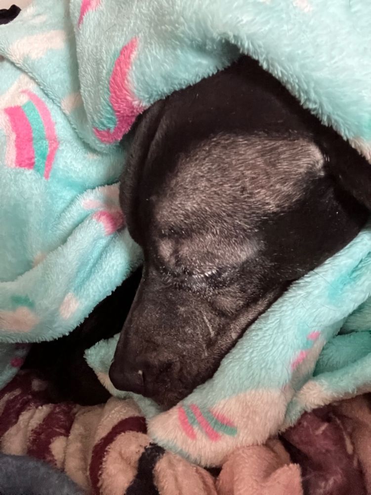A close up of Worm’s face as she sleeps wrapped in a blanket. Her alopecia is really apparent with the sun shining on her very thing face/head fur. Her silver eyelashes and scars from the dog attack years ago are also very visible.
