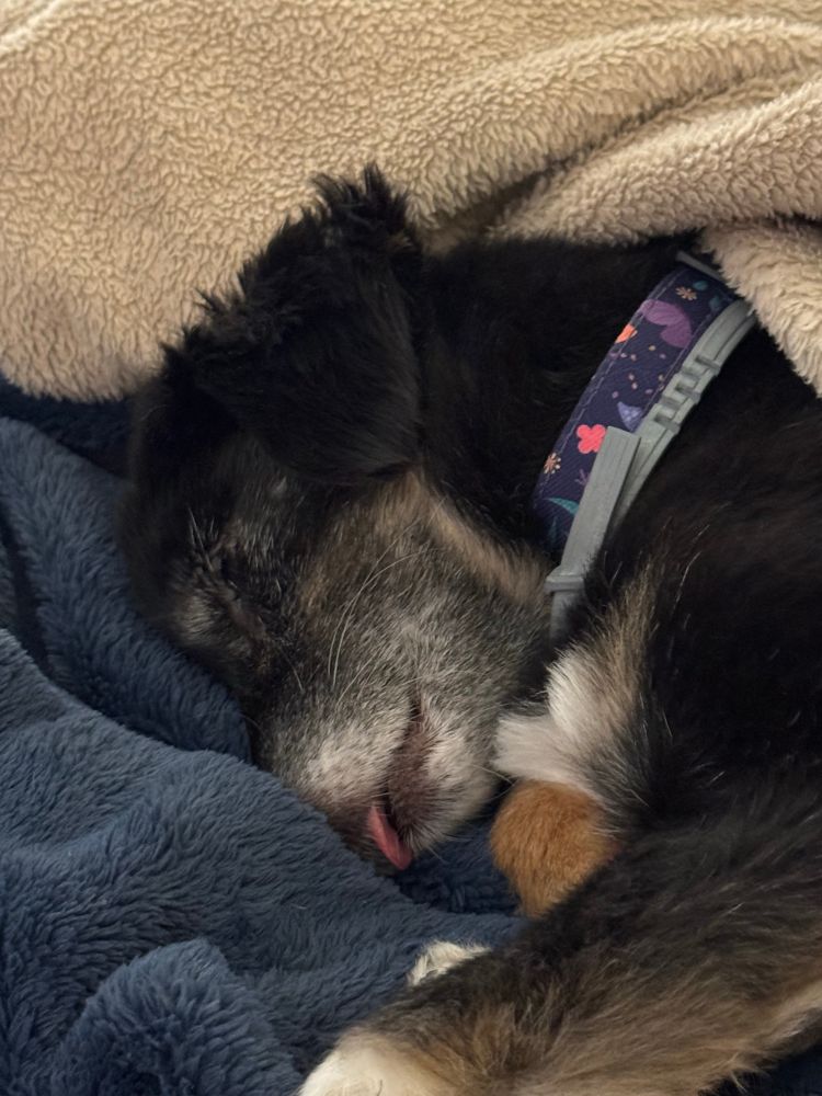 Black, white, and tan chihuahua mix senior pup sleeping on both a blue blanket and a tan blanket with her tongue sticking out

She’s wearing a butterfly themed collar