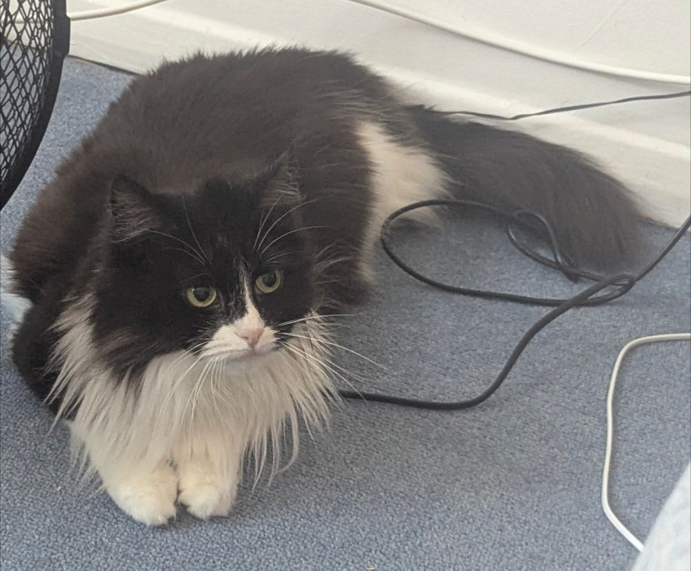 A domestic long hair cat is looking to the right of the camera. She has two white paws in front of her and her face, body, and tail, are black.