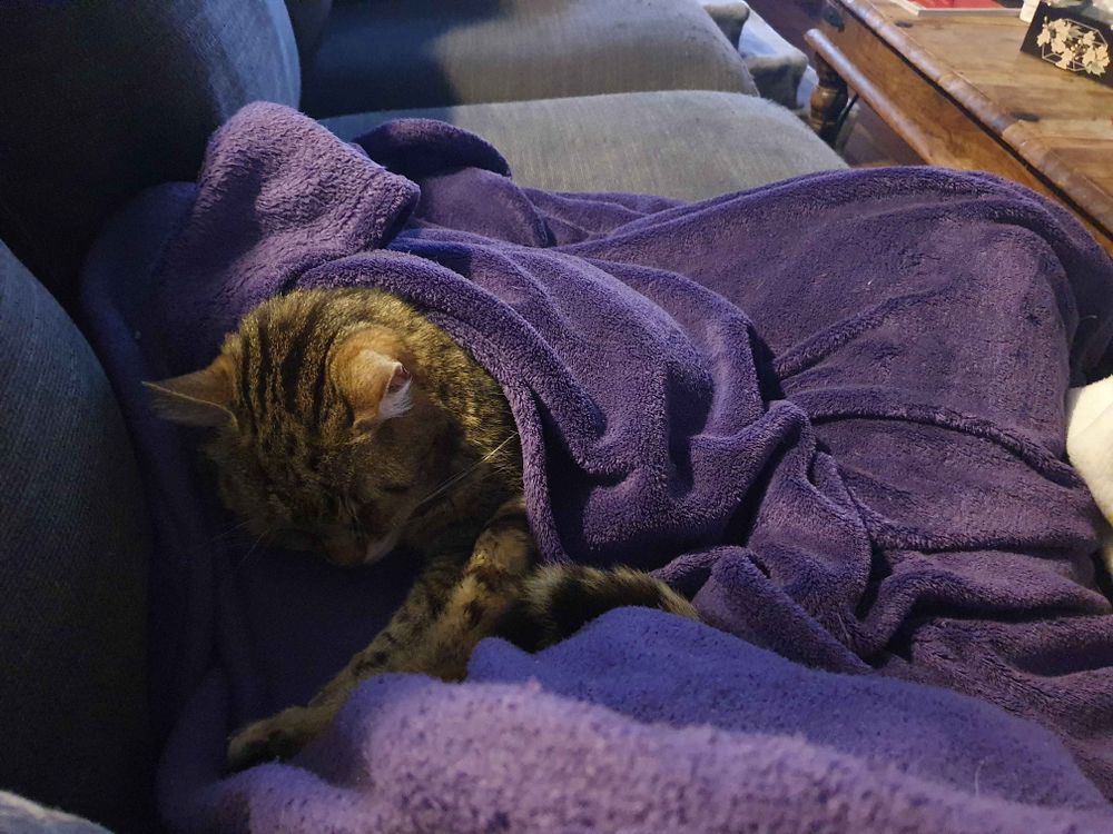 Braungetigerter Kater, schläft in lila Decke gehüllt auf meinen Beinen.