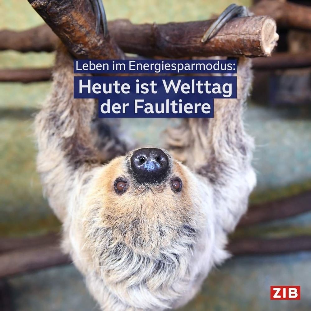 Bild von einem Faultier mit dem Text:" Leben im  Energiesparmodus: Heute ist Welttag der Faultiere."