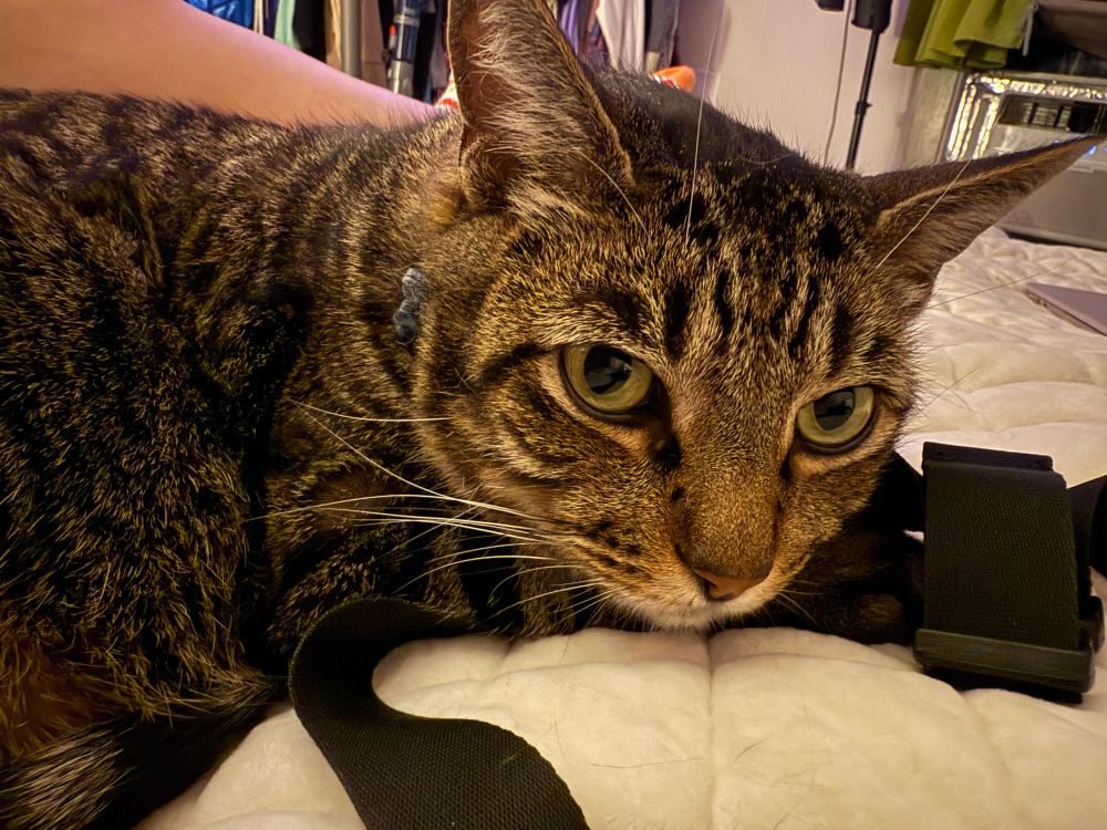 Black and brown tabby cat looking innocent laying on my bed