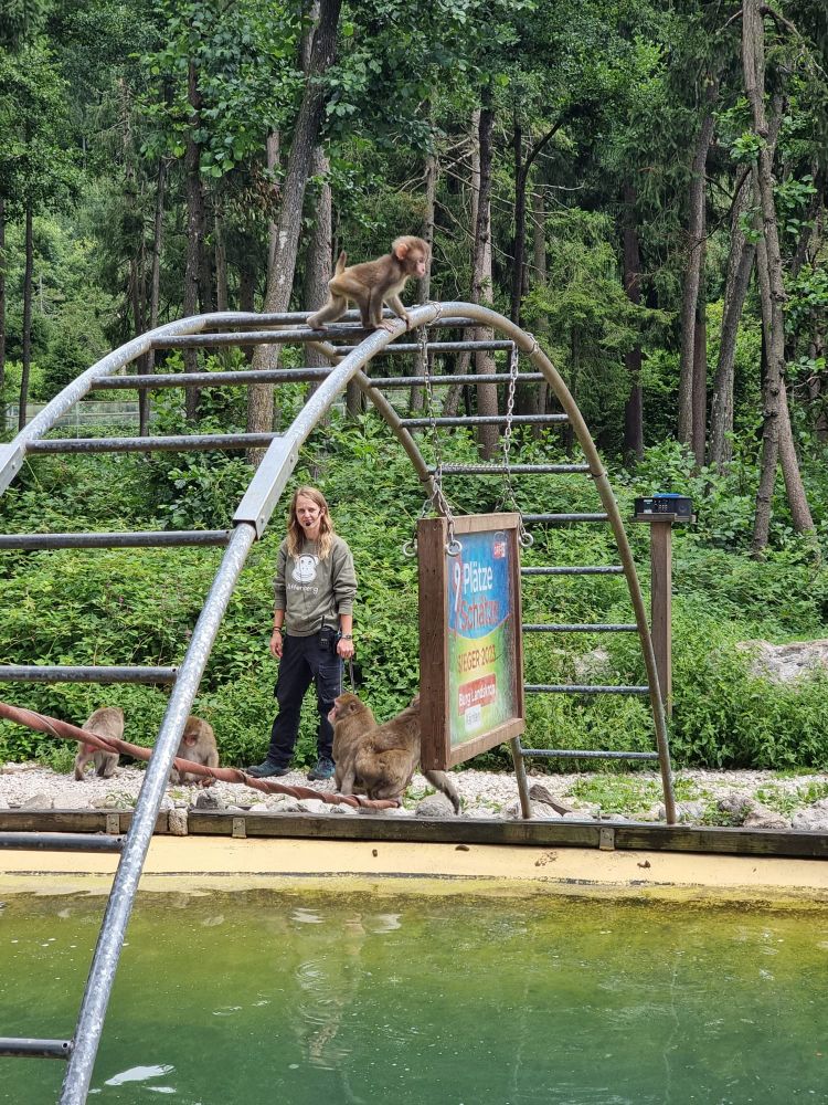 Ein affenbaby auf einer metallenen Brücke über einem kleinen Schwimmteich. Im Hintergrund mehrere Affen und eine Tier Trainerin.