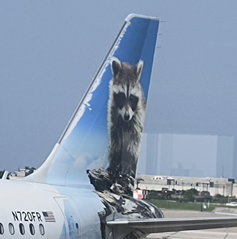Close-up of the raccoon