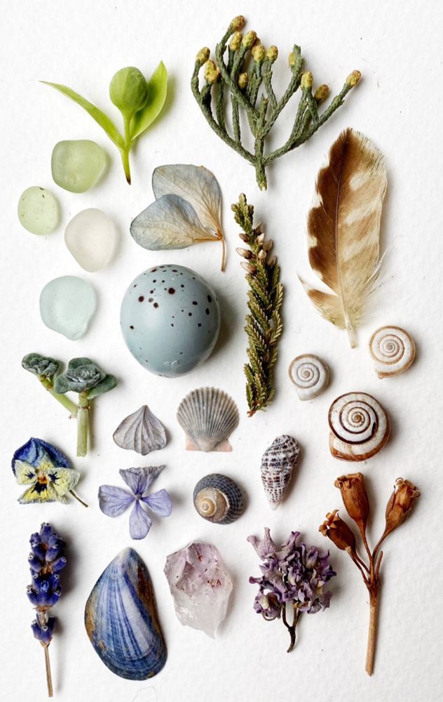 Credit: @silverpebble2.bsky.social

A collection of of feathers, shells, flowers, petals, and one blue specked egg, arranged on a white background

