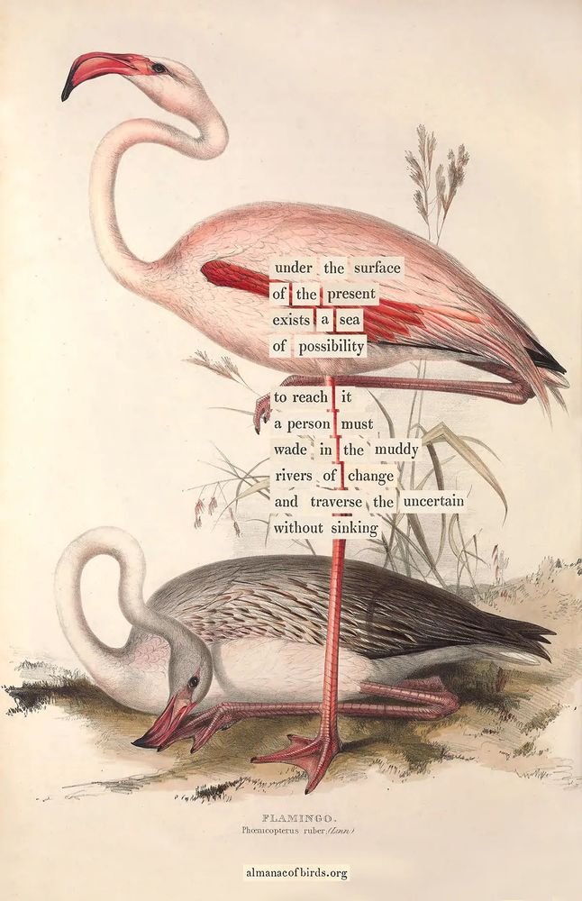 Flamingo / Lear. Card from An Almanac of Birds: 100 Divinations for Uncertain Days, also available as a stand-alone print and as stationery cards, benefitting the Audubon Society.