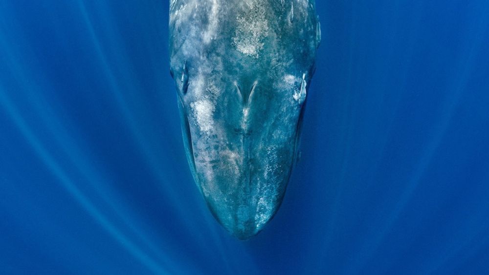 Blue whales are going eerily silent—and scientists say it’s a warning sign