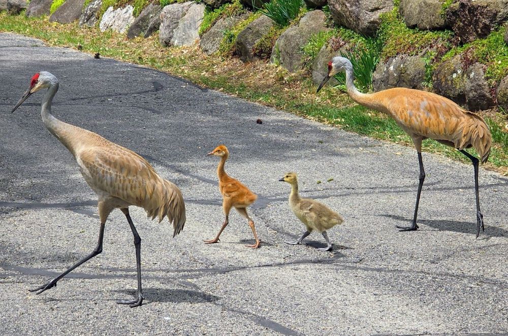 The Canada goose-Sandhill crane family in Madison, Wis. PHOTO:
Photo by Alan Ginsberg