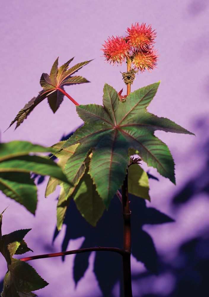 Ricinus communis (castor bean plant) seeds contain ricin, a highly potent poison.