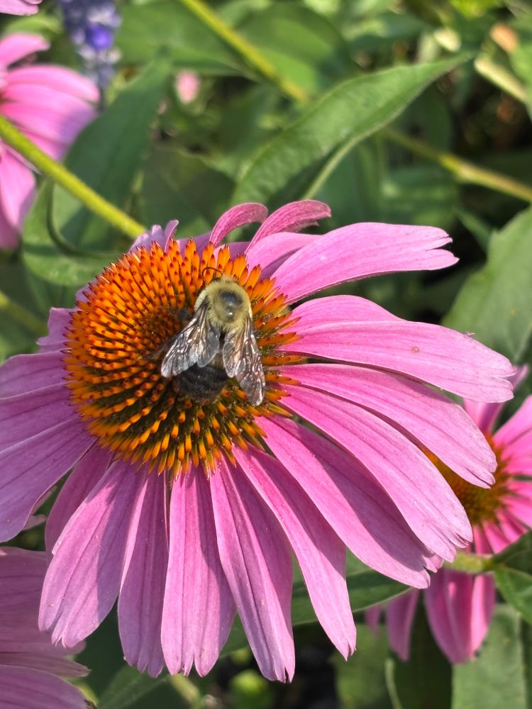 A bumblebee atop a pink echinacea flower 