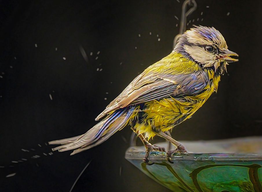 Credit: @linda2.bsky.social

A bluetit perched on the edge of a bird bath after taking a brief bath.