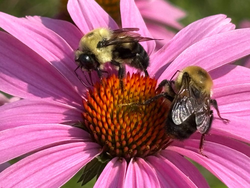 2 bumblebees atop a pink echinacea flower 