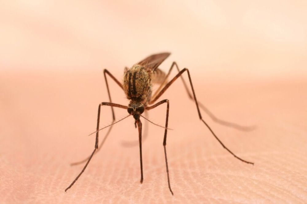 First human case of West Nile in Toronto this year confirmed — Toronto Star