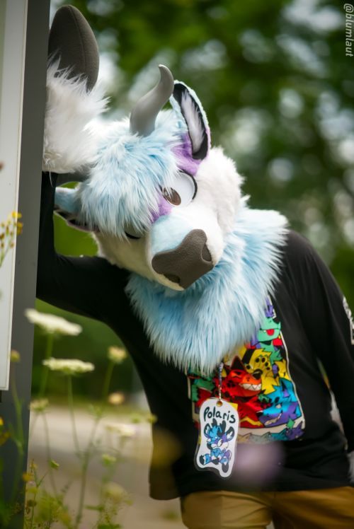Fursuit Photograph