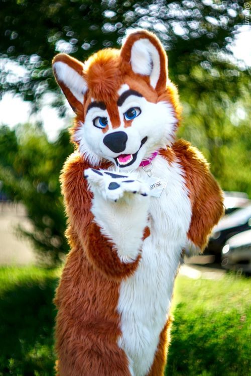 Fursuit Photograph