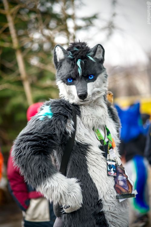 Fursuit Photograph