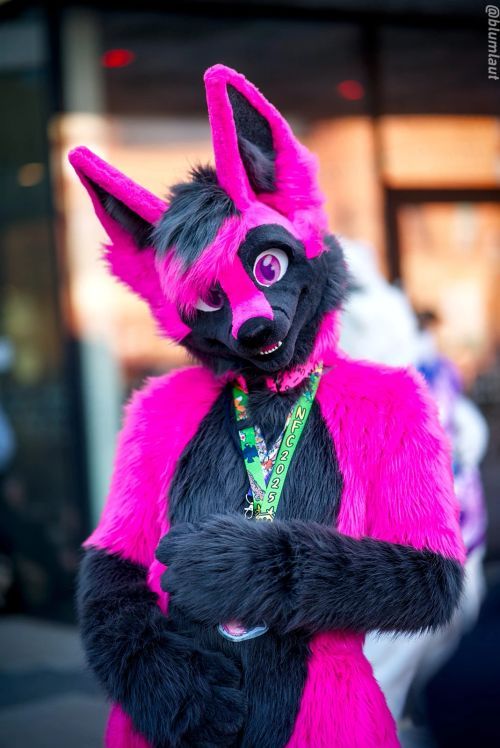 Fursuit Photograph