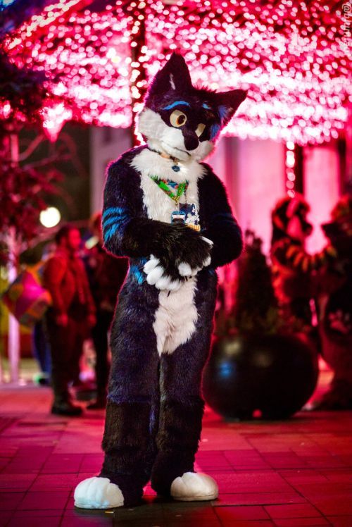 Fursuit Photograph