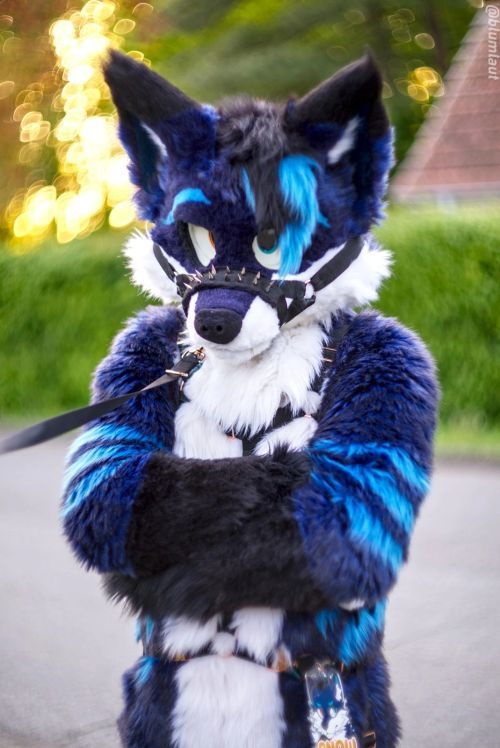 Fursuit Photograph