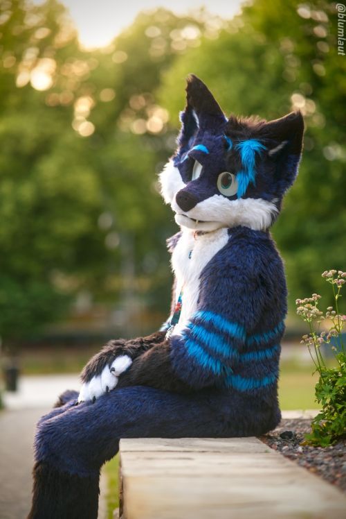 Fursuit Photograph