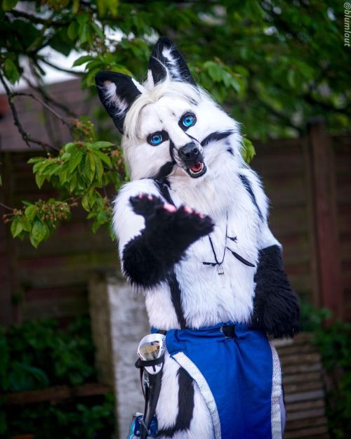 Fursuit Photograph