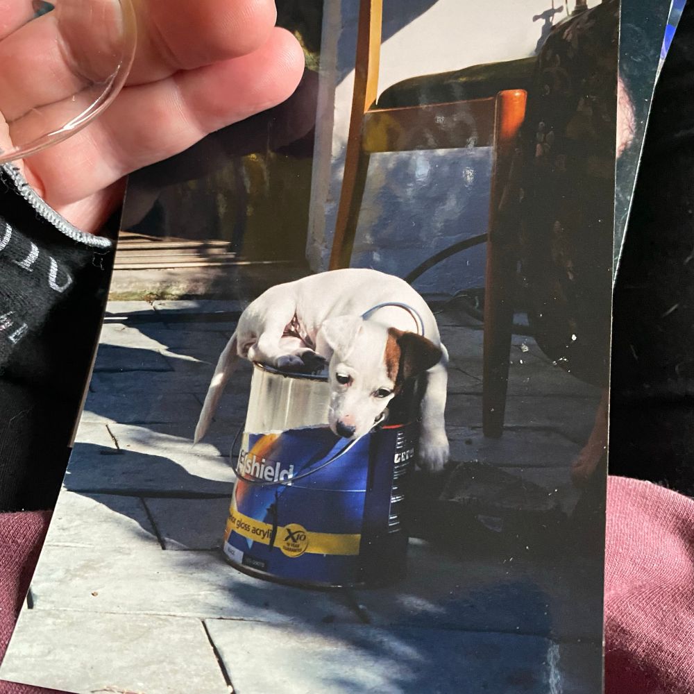 Before the digital age, Mazzy a jrtx as a pup on a paint can- she was my soul dog 