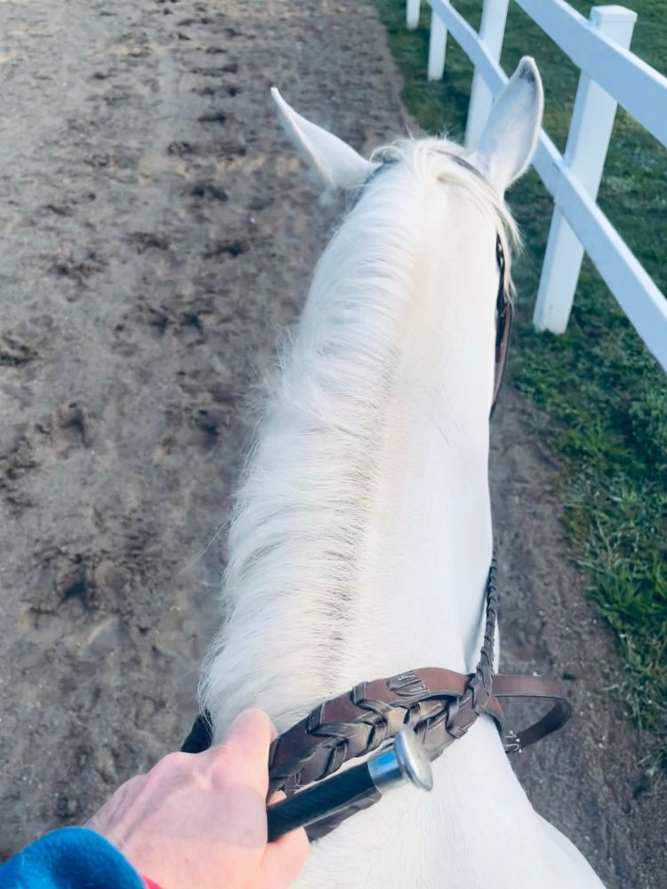 Head and neck of a grey horse from riders POV