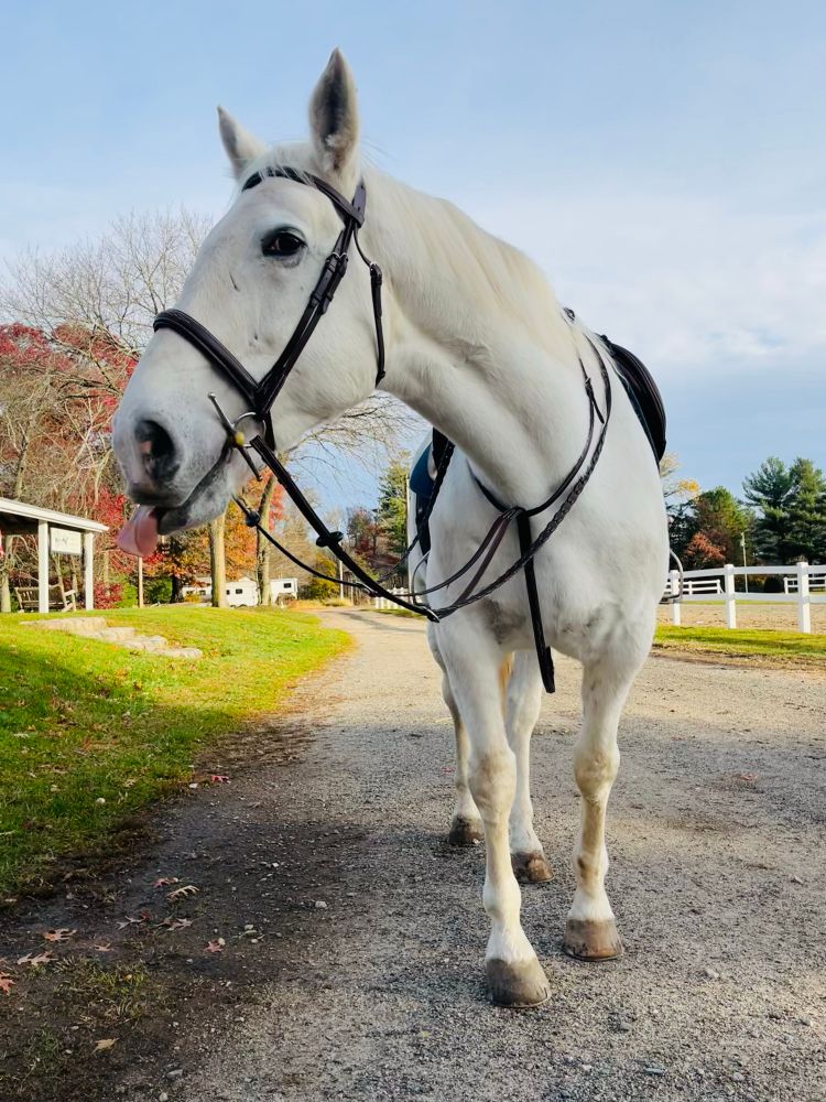 Grey horse with his tongue out