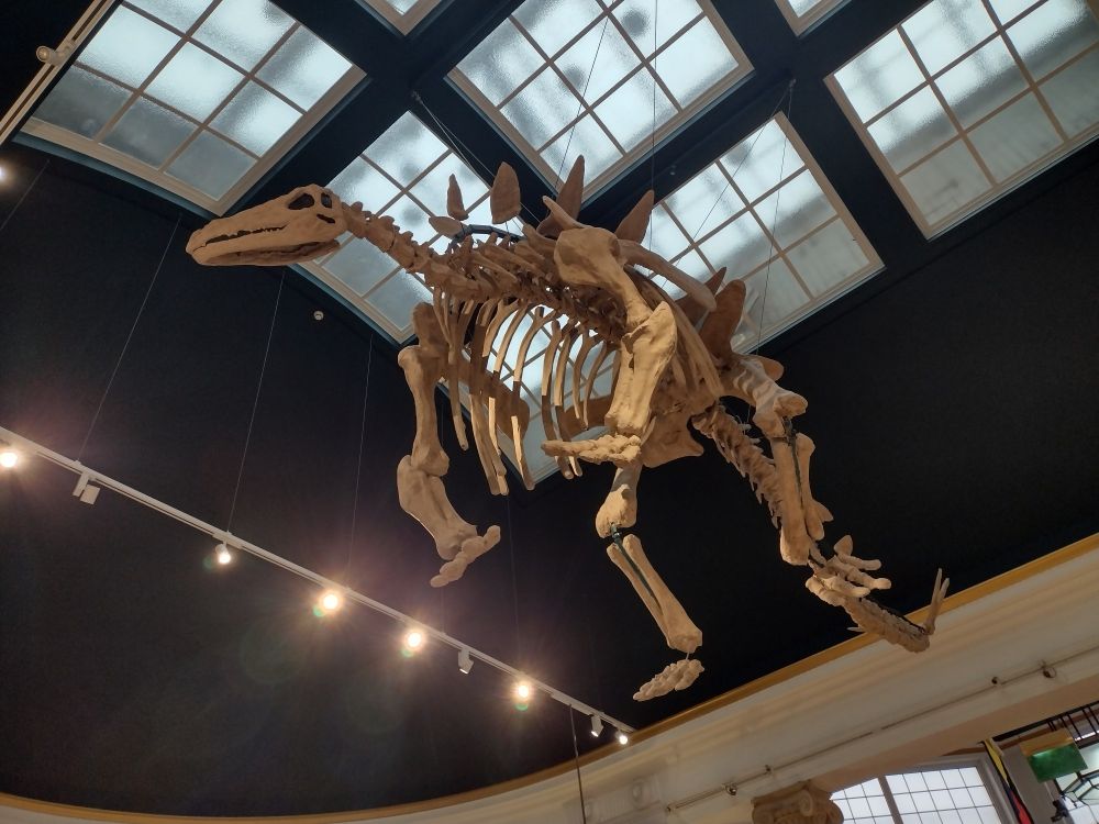 Dinosaur skeleton