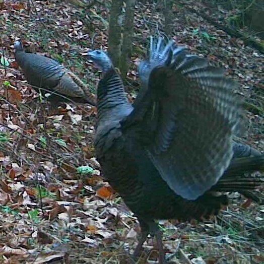 Wild turkey in western NC, flapping its wings like it don't give a F