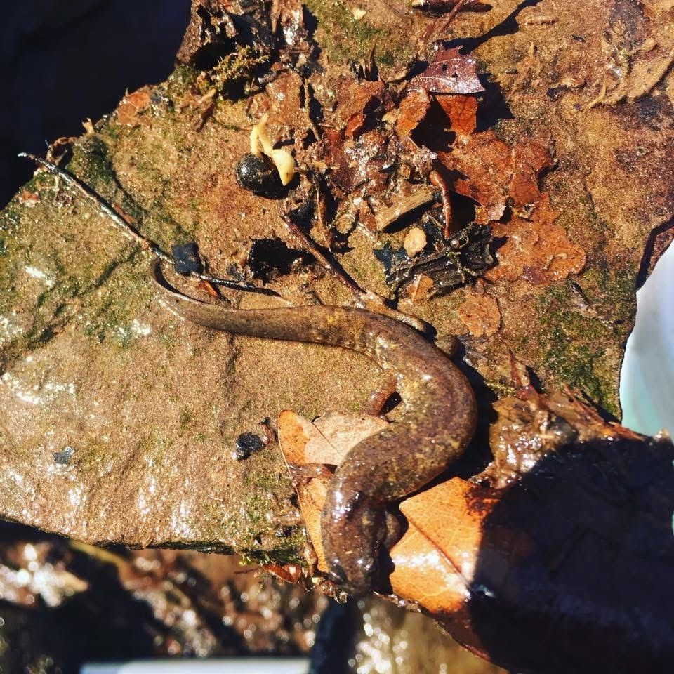 Gyrinophilus porphyriticus, a large salamander covered in mud amongst leaves in a muddy puddle. This is one of the larger members of the lungless salamanders, Plethodontidae, and they are known to eat other amphibians, fish and even small mammals and reptiles. Photographed in the mountains of Pennsylvania 