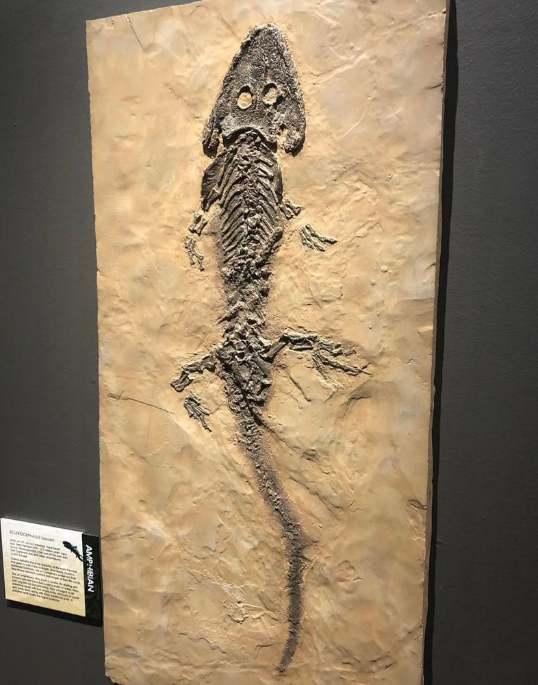 Sclerocephalus haeuseri, a Temnospondyl amphibian from the Lower Permian. A large amphibian that looks like a combination between a frog and a giant salamander fossilized in strata. This was a large semi-aquatic predator that fed mainly on fish.