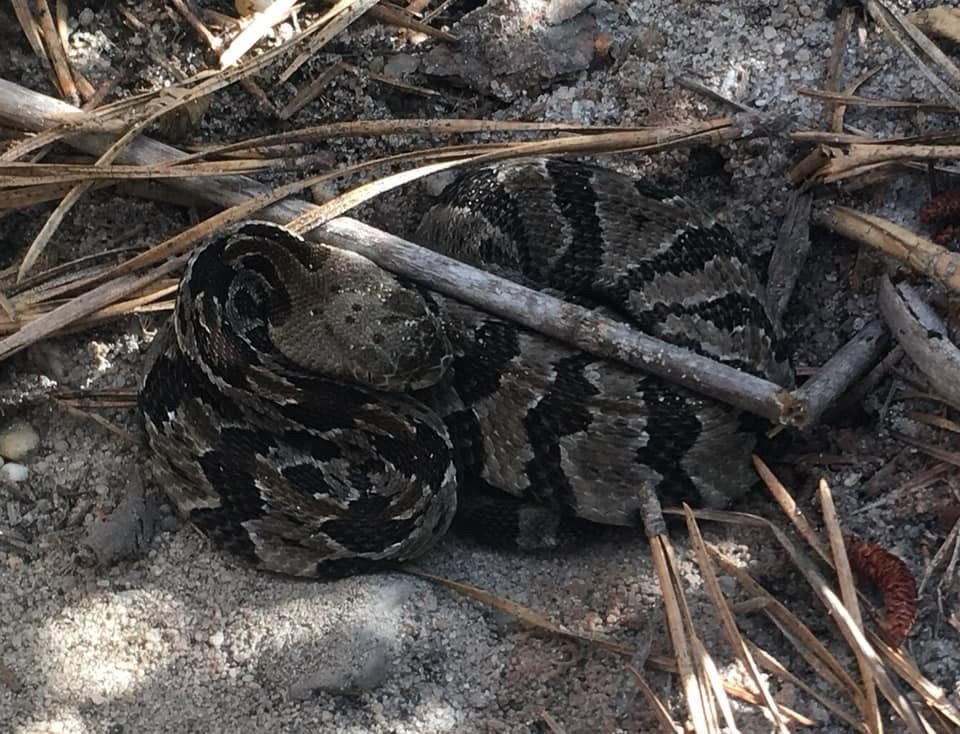 A very small Timber Rattlesnake, Crotalus horridus, a grayish tan snake with a single, small vertical red stripe down its back and horizontal, black, stripey chevron markings running up and down its body. Its head is resting on its back in an “&” position and its tail with one button is tucked and barely viable under its body.