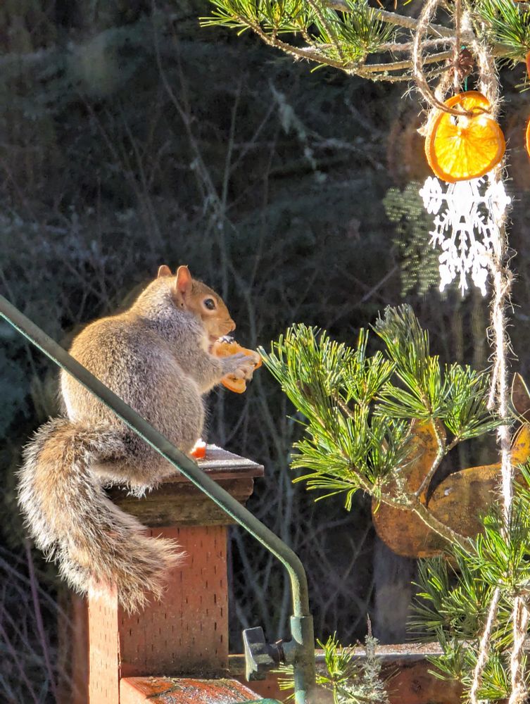 Squirrel eating orange slices.