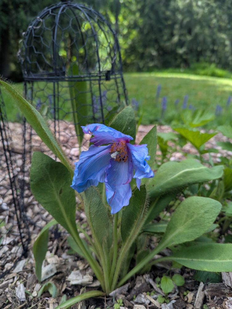 Himalayan blue poppy opening in the garden.